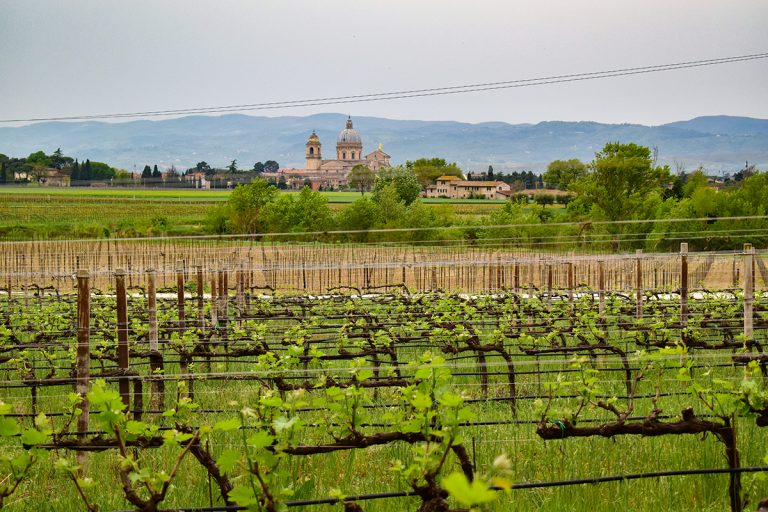 Best wineries in Umbria to visit in 2025 - Career Gappers