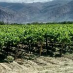Argentina vineyards best times to visit