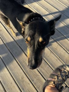 Flora the dog, Bela Vista Coliving