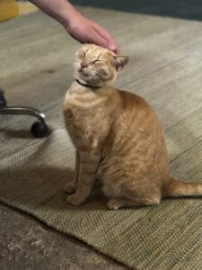 Oscar the cat, Bela Vista Coliving