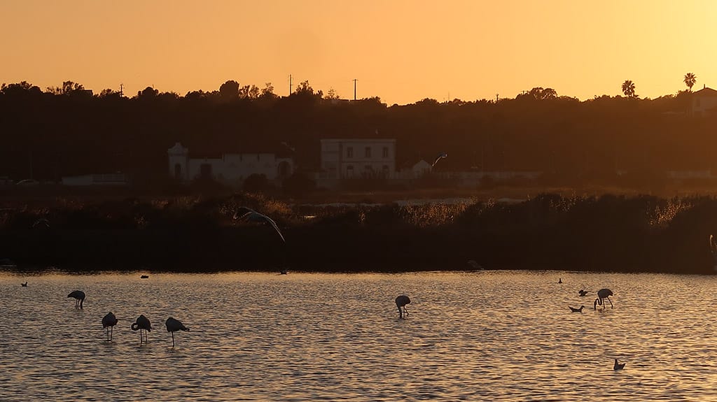 Flamingos at sunset near Fuseta