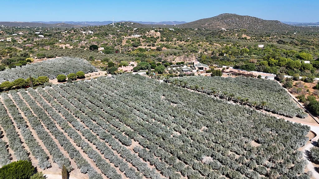 Monterosa olive groves and oil mill