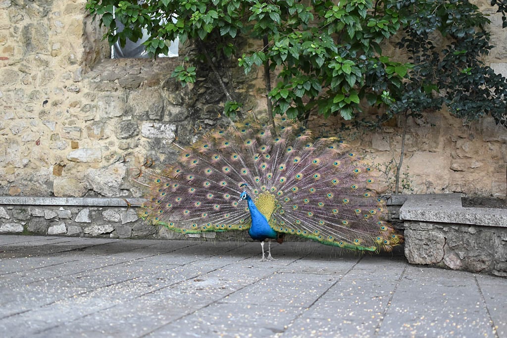 São Jorge Castle Peacock São Jorge Castle colourful peacock