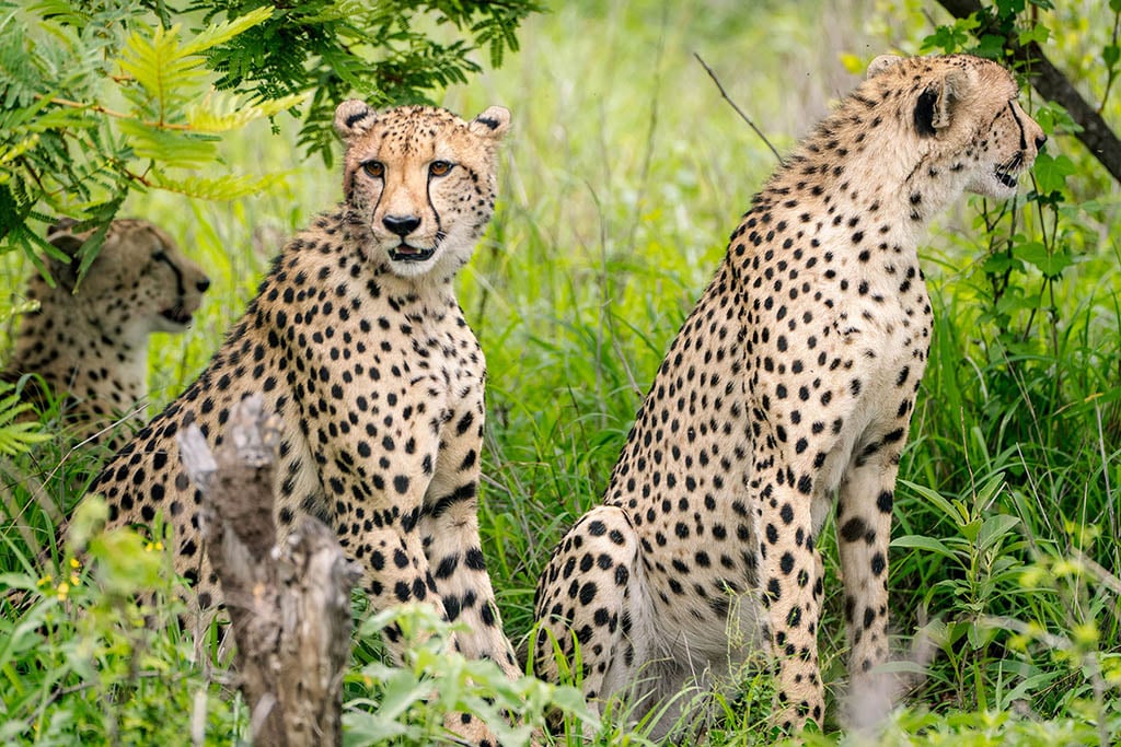 Cheetahs Kruger South Africa Cheetahs Kruger National Park South Africa