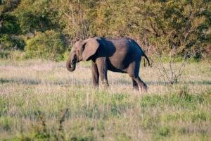 Affordable African safari wildlife sighting