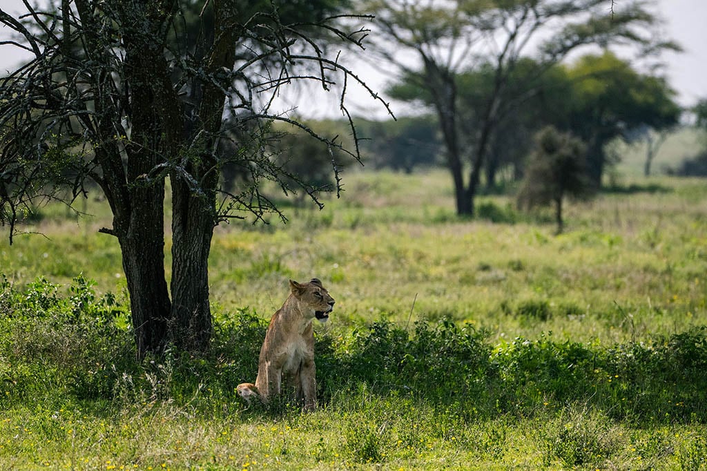 Lioness Ndutu Plains Tanzania Lioness Ndutu Plains Tanzania safari