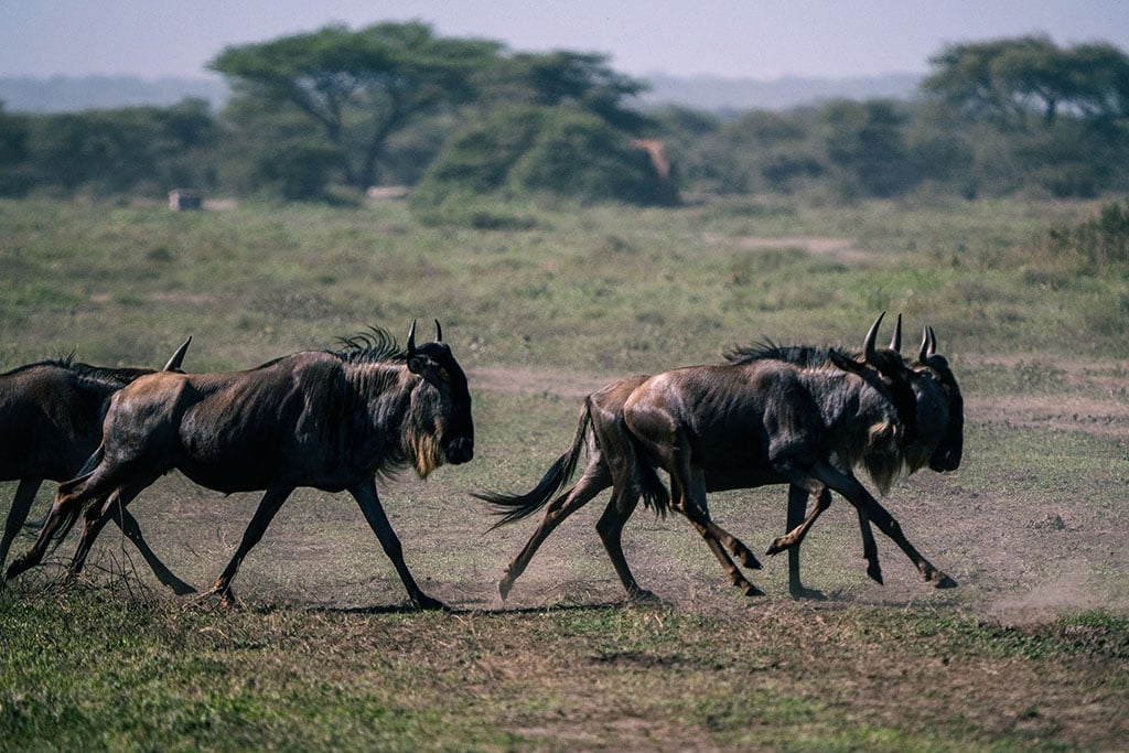 Wildebeest Migrating Serengeti Tanzania Affordable African safari: wildebeest migrating on the Serengeti in Tanzania