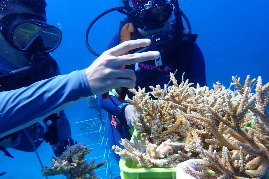 Dr Meredith Calvert at work on her coral conservation sabbatical