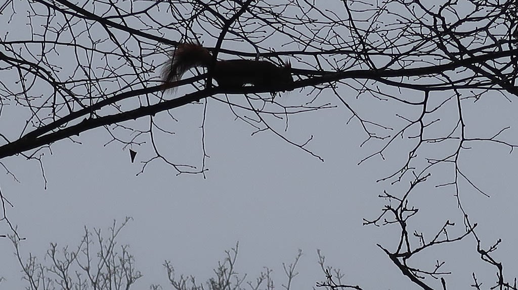 Red Squirrels in Frederiksberg Have in winter