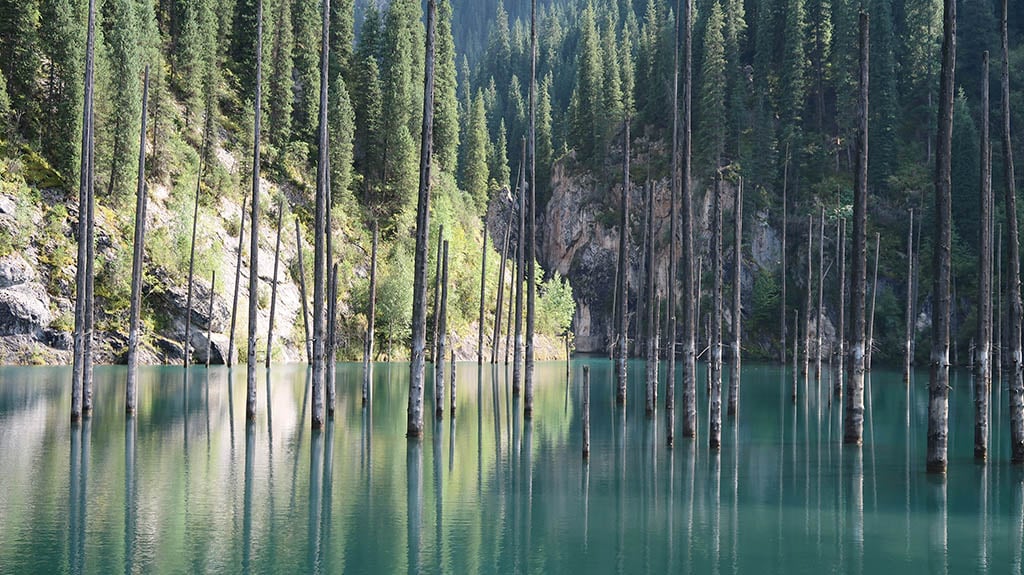 Kaindy Lake sunken forest