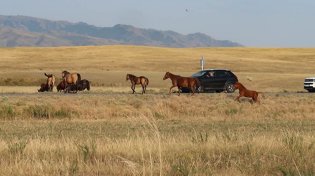Horses crossing the road in Kazakhstan