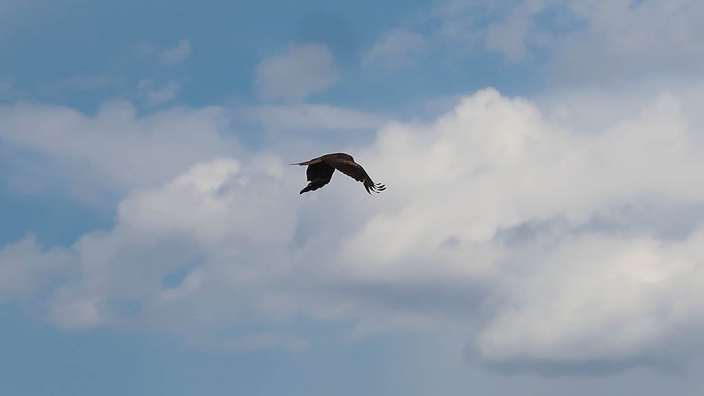 Kazakh eagle