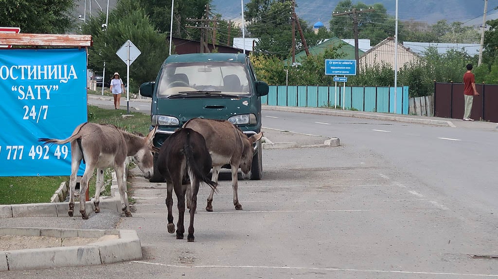 Donkeys in Saty